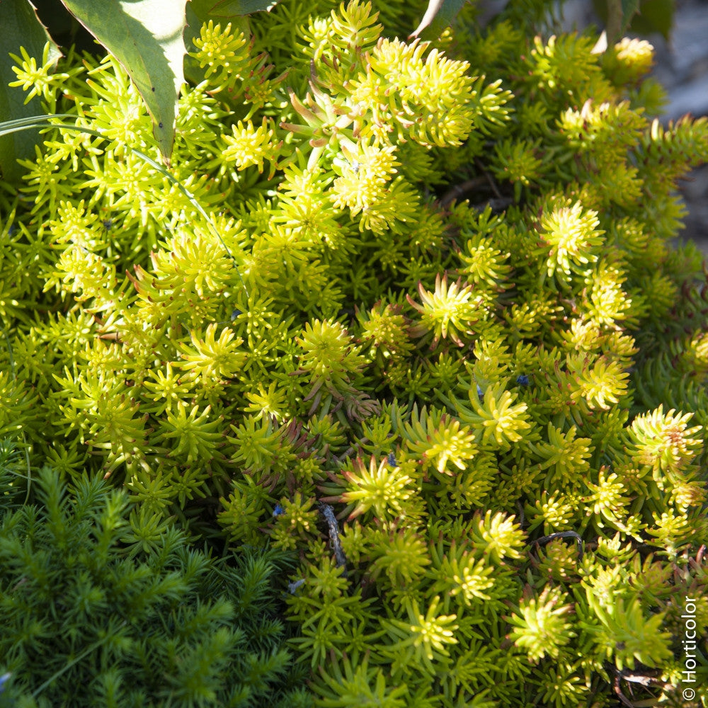 SEDUM RUPESTRE IN VASO 15CM