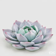ECHEVERIA IN RESINA   D.40 VIOLA