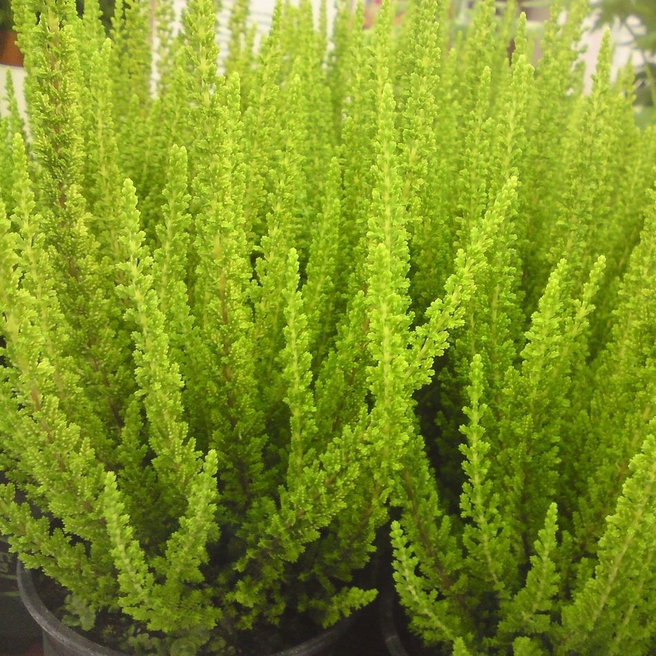 ERICA CALLUNA SKYLINE VASO 13CM