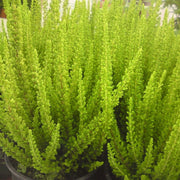 CALLUNA ERICA SKYLINE VASO 11CM