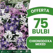 OFFERTA 75 BULBI CHIONODOXA MIX DI COLORI