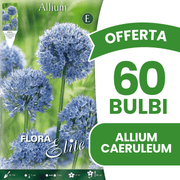 OFFERTA 60 BULBI ALLIUM CAERULEUM