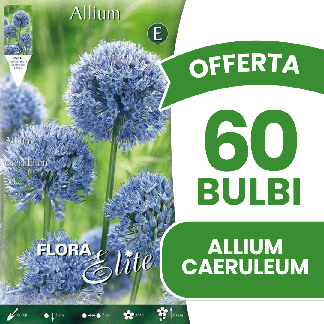 OFFERTA 60 BULBI ALLIUM CAERULEUM