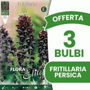 OFFERTA 3 BULBI FRITILLARIA PERSICA