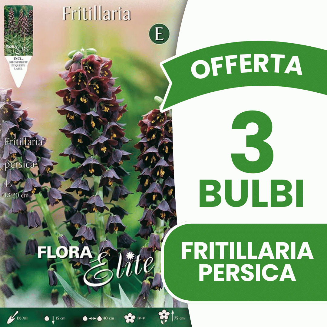 OFFERTA 3 BULBI FRITILLARIA PERSICA