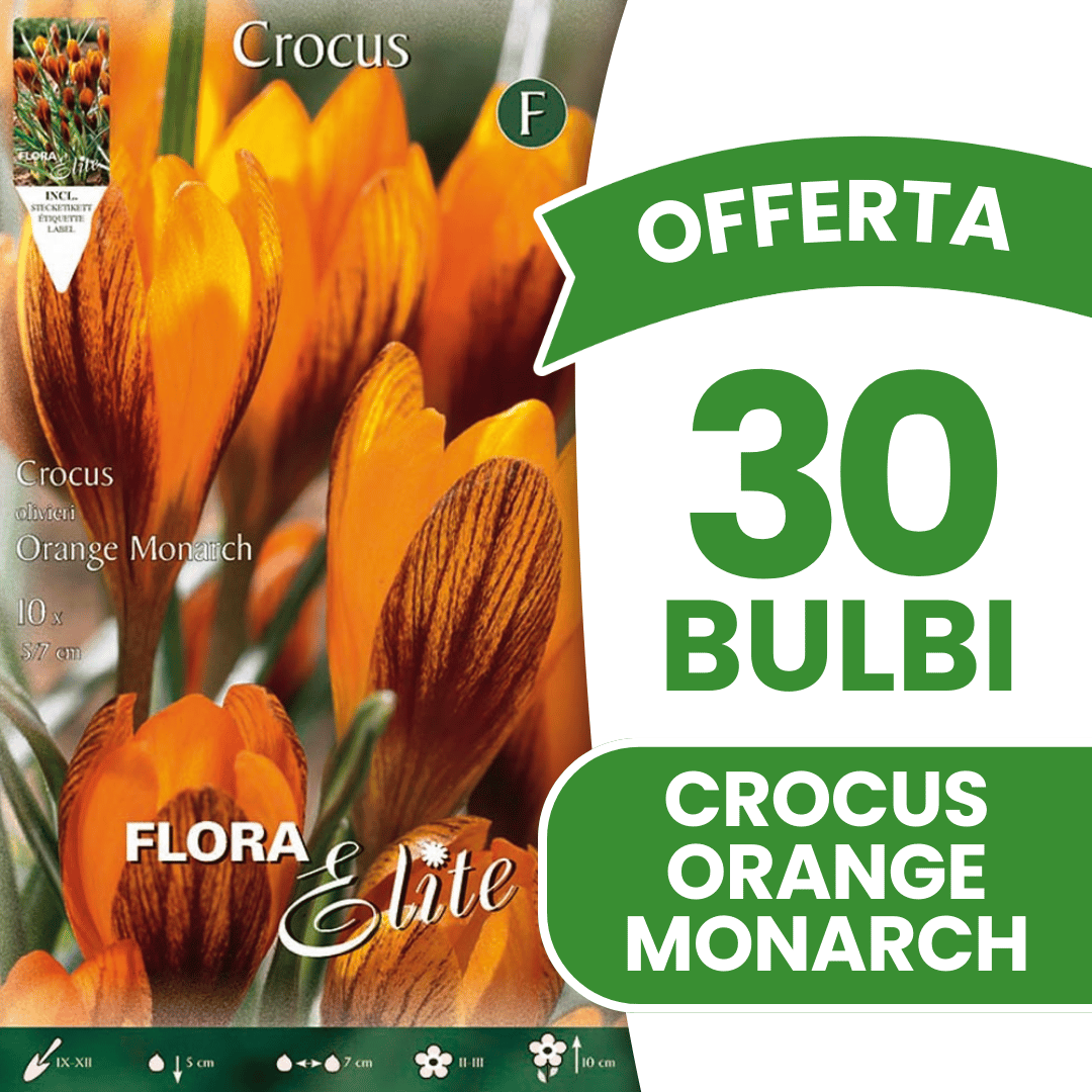OFFERTA 30 BULBI CROCUS OLIVIERI ORANGE MONARCH