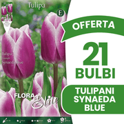OFFERTA 21 BULBI TULIPANO TRIUMPH SYNAEDA BLUE