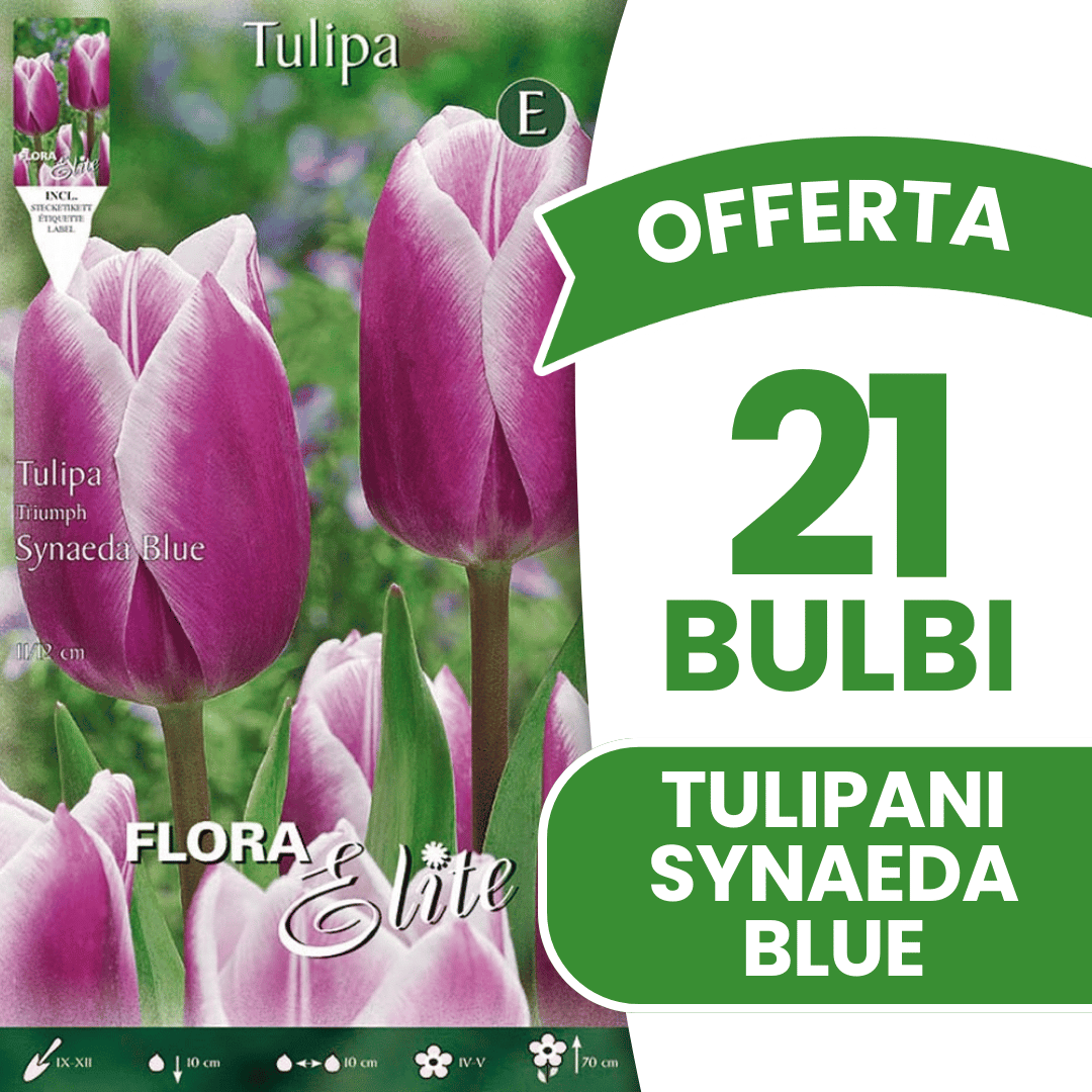 OFFERTA 21 BULBI TULIPANO TRIUMPH SYNAEDA BLUE