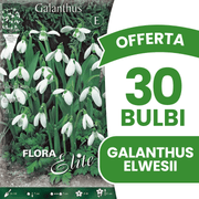 OFFERTA 30 BULBI GALANTHUS ELWESII