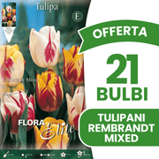 OFFERTA 21 BULBI TULIPANO REMBRANDT MIX DI COLORI