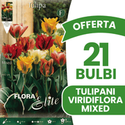 OFFERTA 21 BULBI TULIPANO VIRIDIFLORA MIX DI COLORI