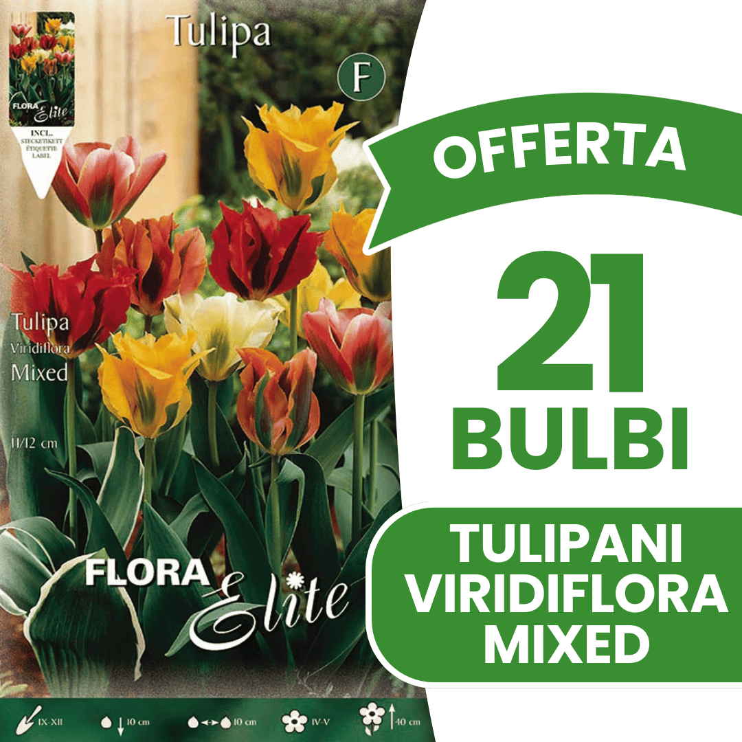OFFERTA 21 BULBI TULIPANO VIRIDIFLORA MIX DI COLORI