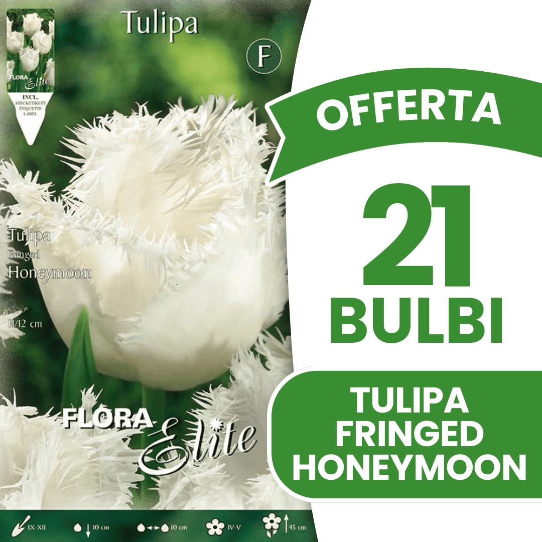 OFFERTA 21 BULBI TULIPANO SFRANGIATI HONEYMOON
