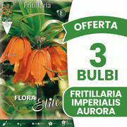 OFFERTA 3 BULBI FRITILLARIA AURORA