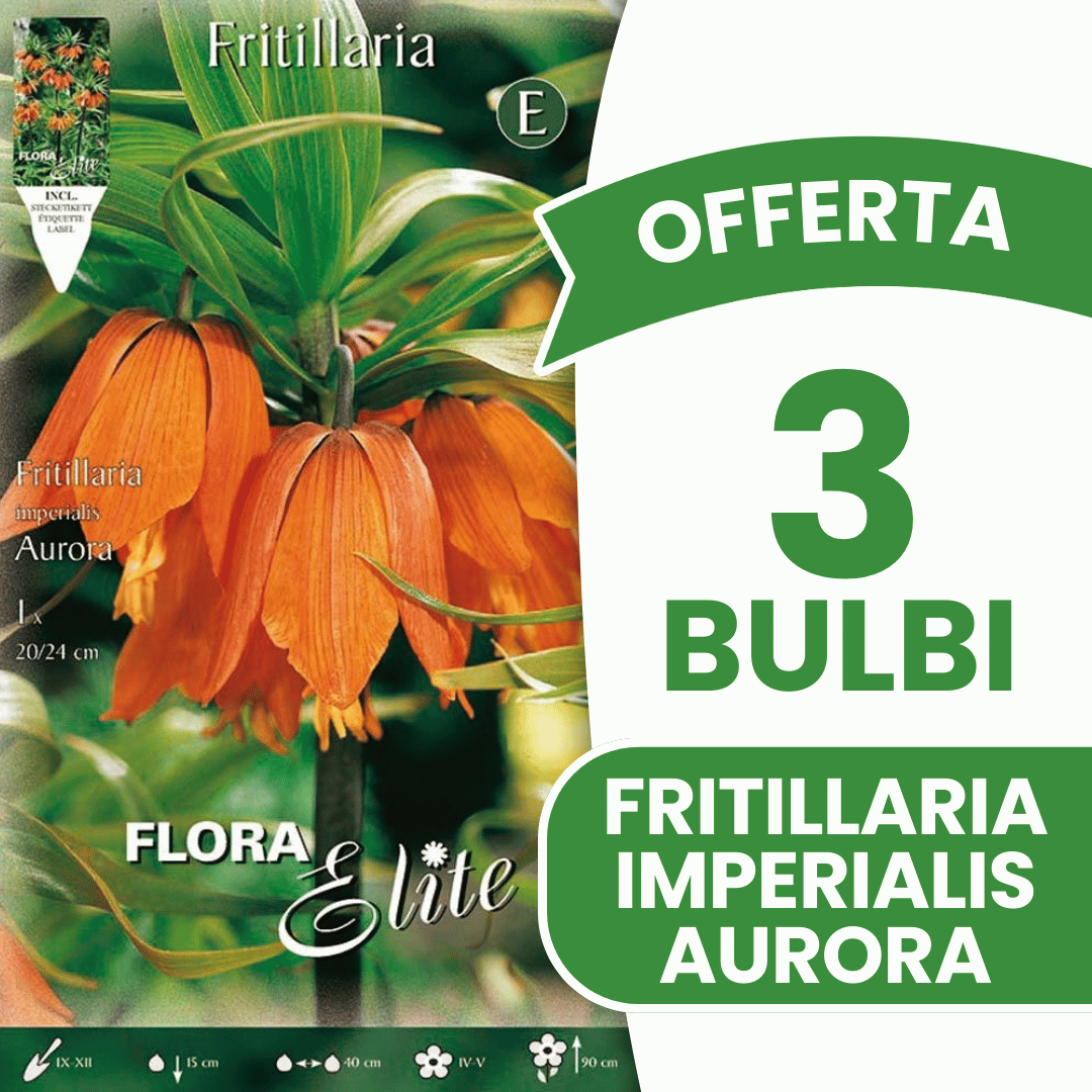 OFFERTA 3 BULBI FRITILLARIA AURORA