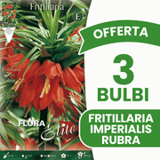 OFFERTA 3 BULBI FRITILLARIA IMPERIALIS RUBRA