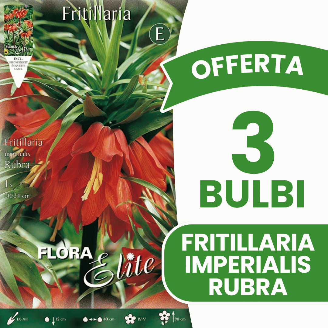 OFFERTA 3 BULBI FRITILLARIA IMPERIALIS RUBRA