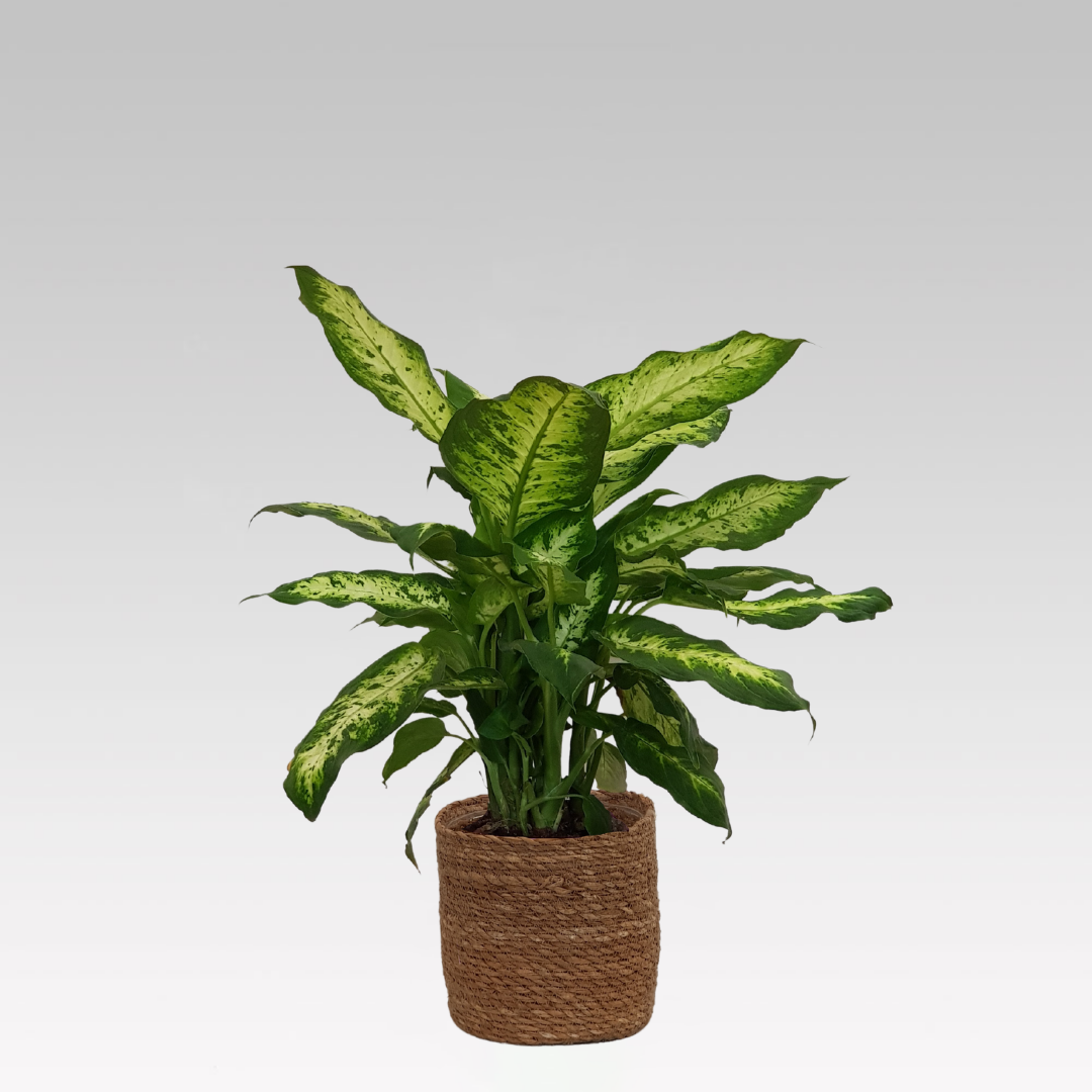 DIEFFENBACHIA VASO 16CM + COPRIVASO Ø 16 MARRONE