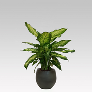 DIEFFENBACHIA VASO 16CM + COPRIVASO Ø 23 VERDE SCURO