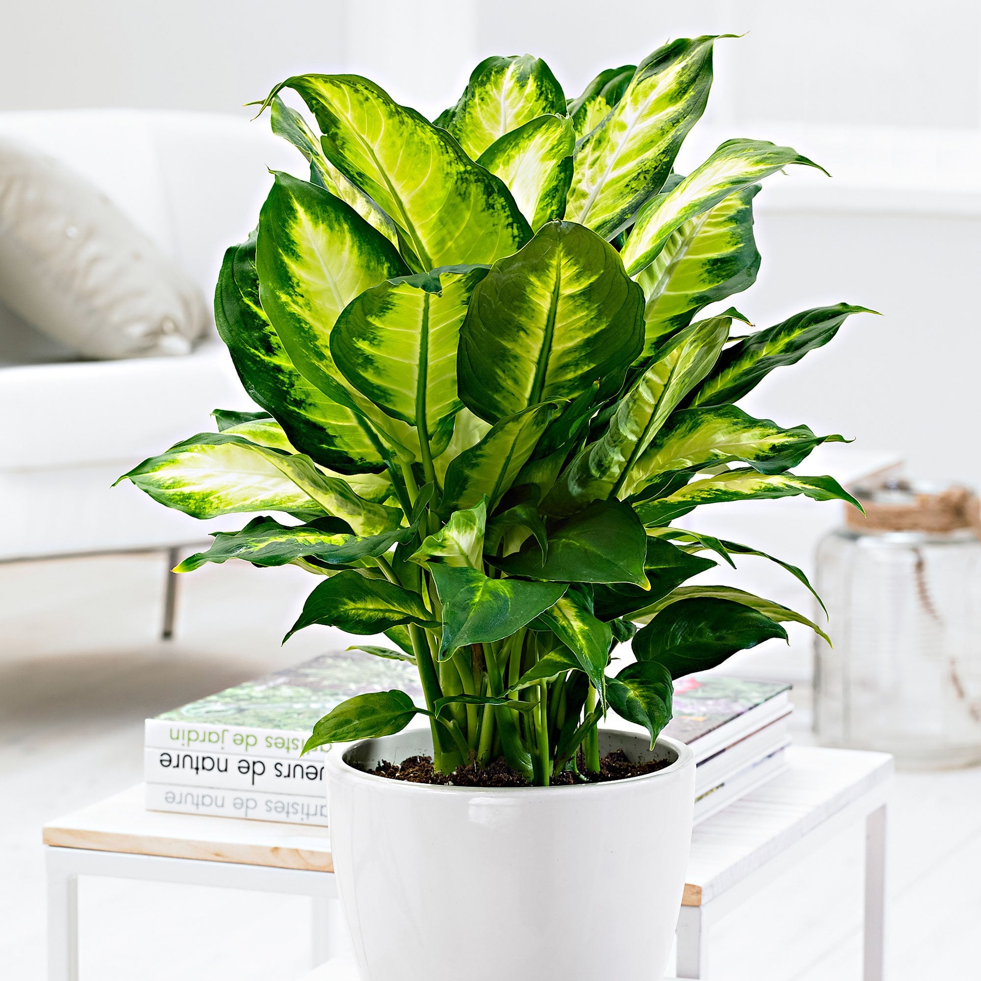 DIEFFENBACHIA CAMILLA VASO 12CM