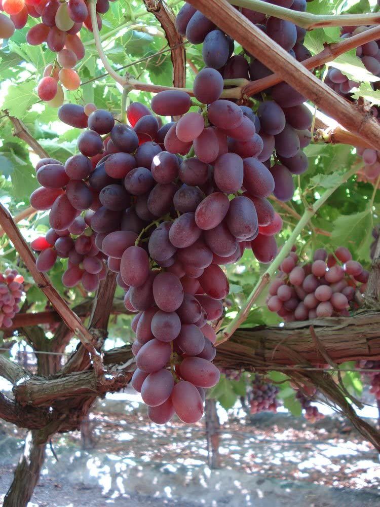 UVA CRIMSON SEEDLESS IN VASO 14CM