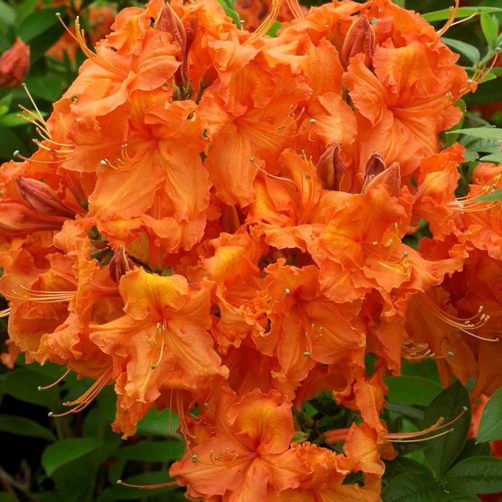 AZALEA GIBRALTAR ARANCIONE VASO 21CM