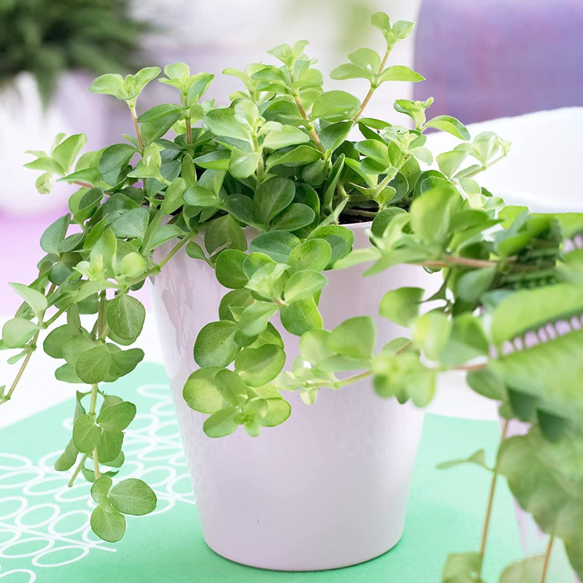 PEPEROMIA ROTUNDIFOLIA VASO 11CM