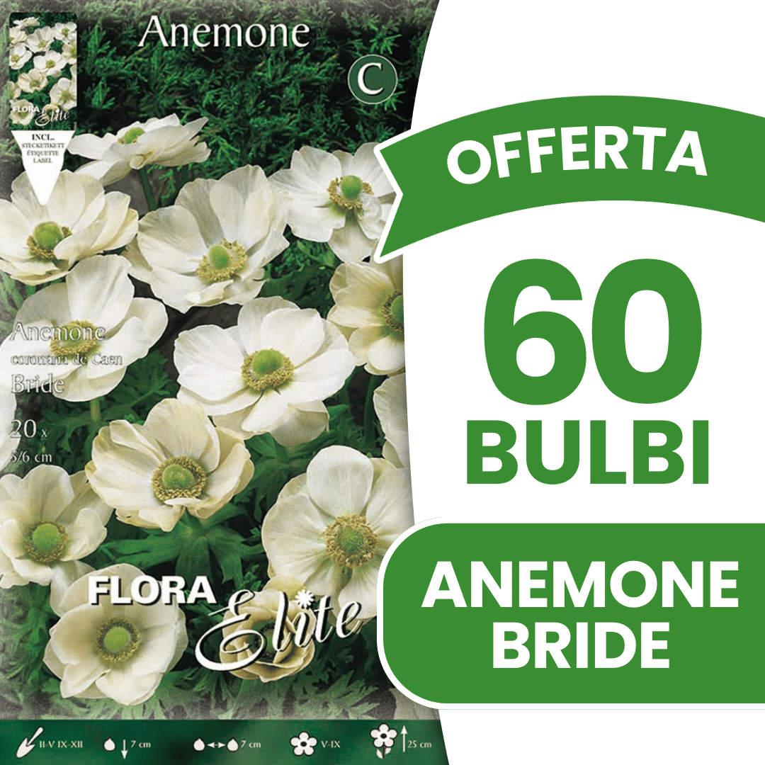 OFFERTA 60 BULBI ANEMONE CORONARIA THE BRIDE