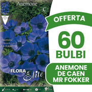 OFFERTA 60 BULBI ANEMONE CORONARIA MR. FOKKER