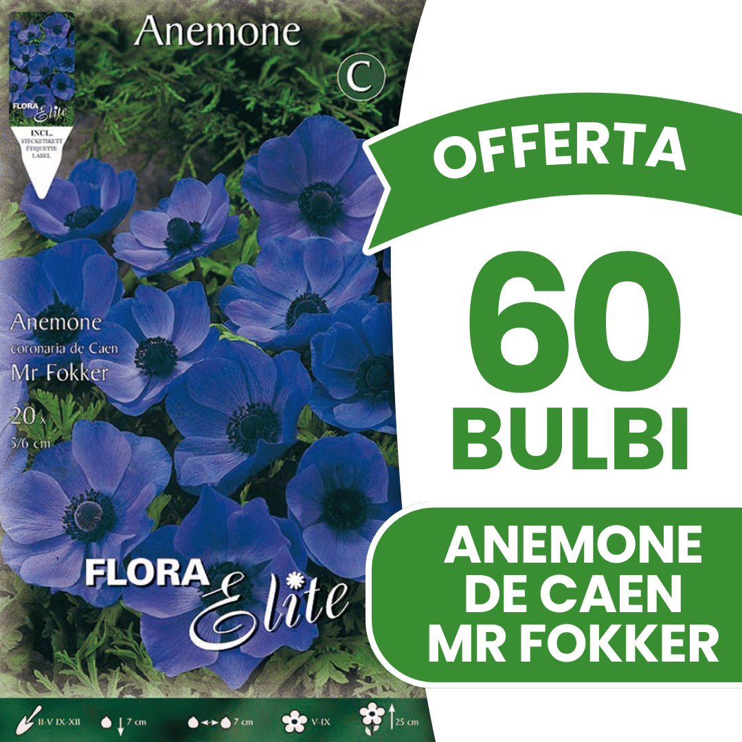 OFFERTA 60 BULBI ANEMONE CORONARIA MR. FOKKER