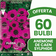 OFFERTA 60 BULBI ANEMONE CORONARIA THE BRIDE SYLPHIDE