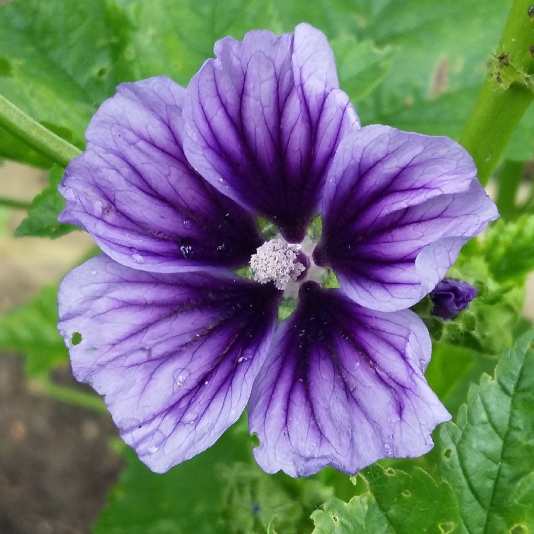 LAVATERA A SLY BLU FOUNTAIN IN VASO 19CM