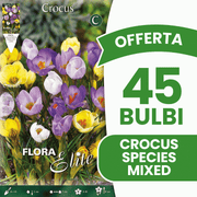 OFFERTA 45 BULBI CROCUS SPECIES MIX DI COLORI