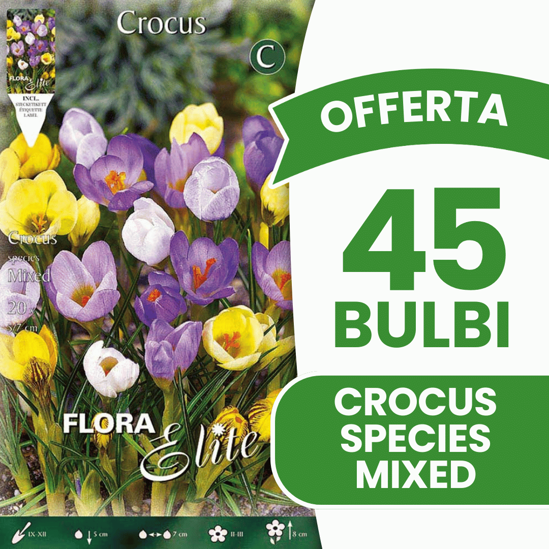 OFFERTA 45 BULBI CROCUS SPECIES MIX DI COLORI