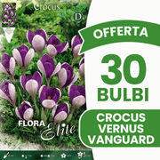 OFFERTA 30 BULBI CROCUS VANGUARD