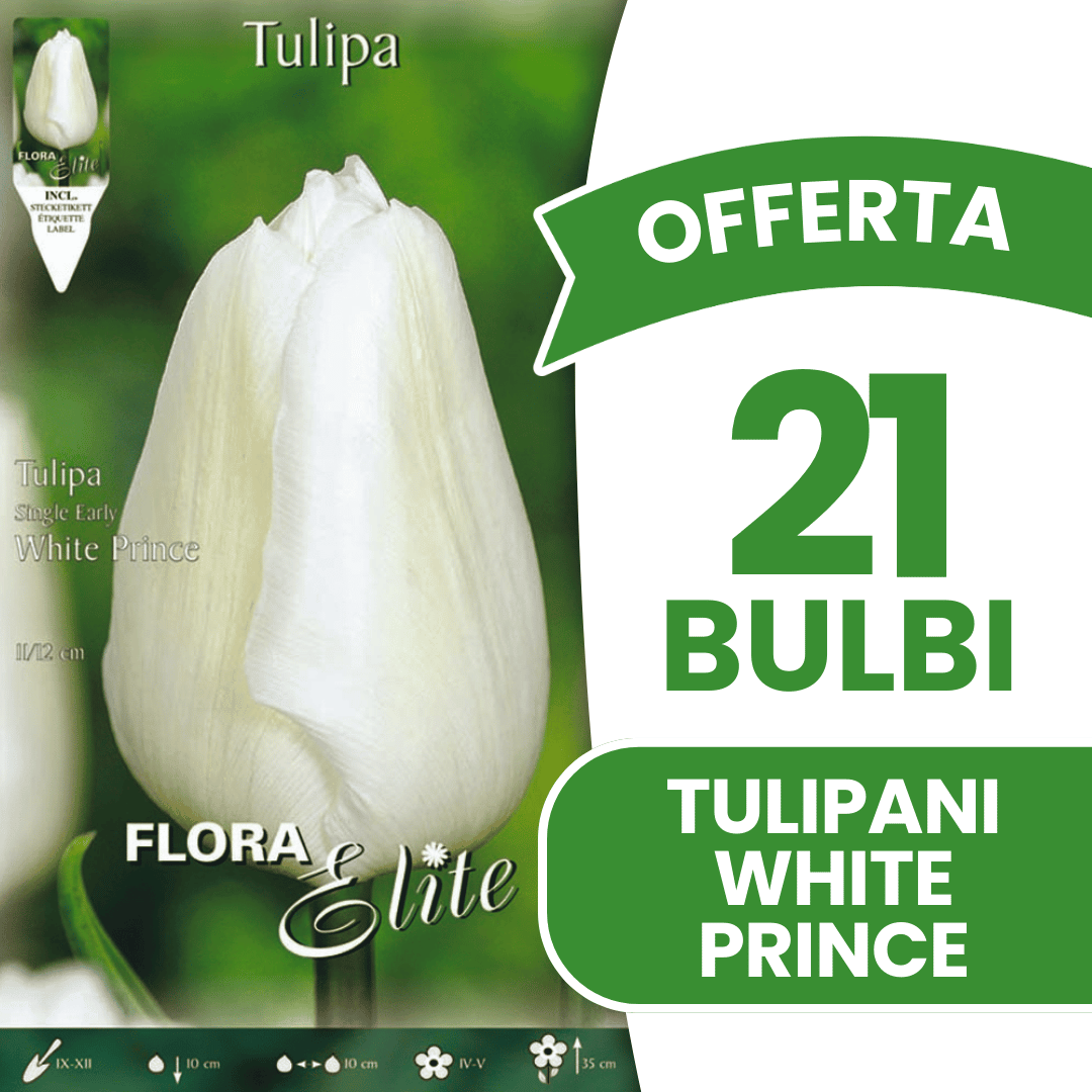 OFFERTA 21 BULBI TULIPANO WHITE PRINCE