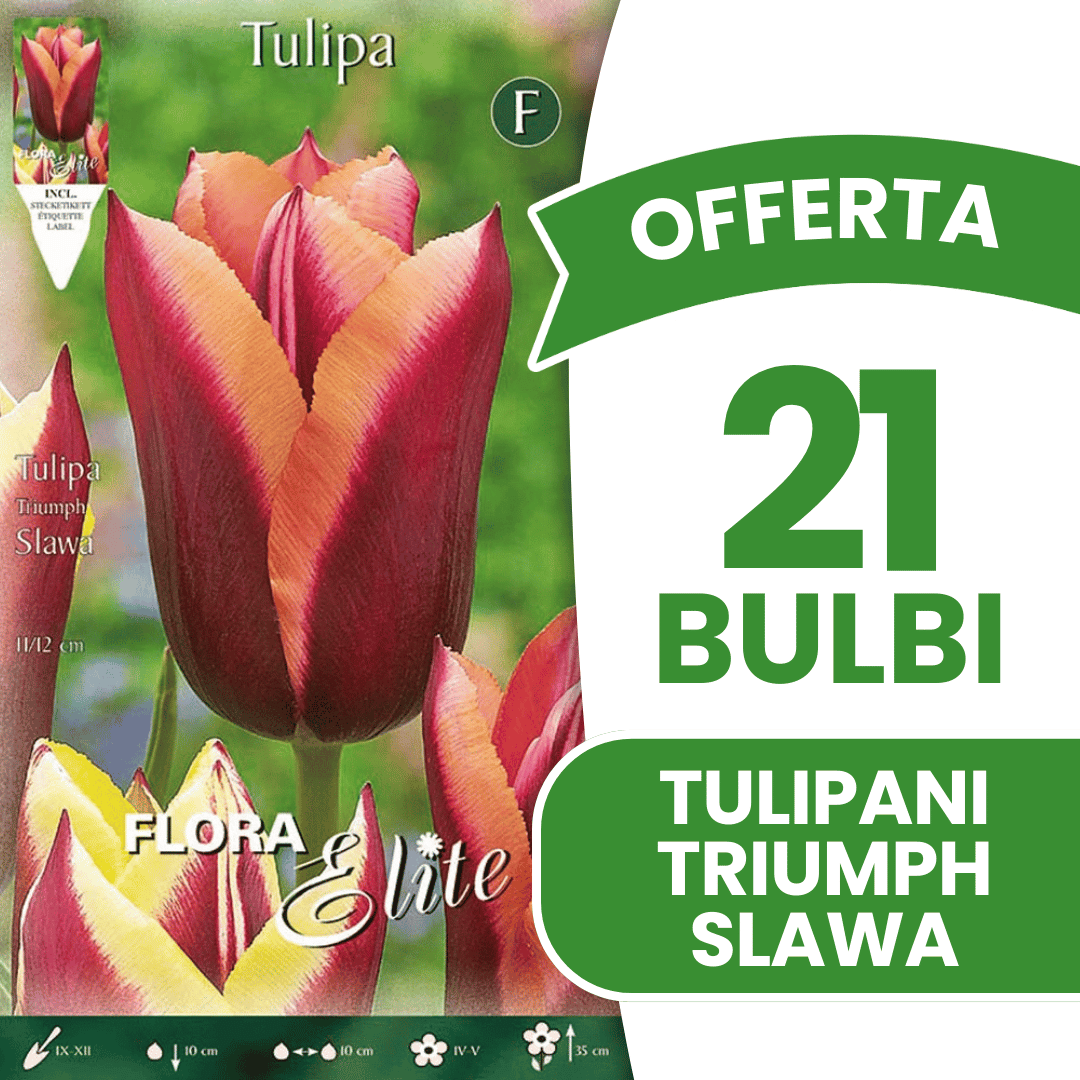 OFFERTA 21 BULBI TULIPANO TRIUMPH SLAWA