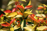 TRACHELOSPERMUM ASIATICUM OGON NISHIKI IN VASO 17CM
