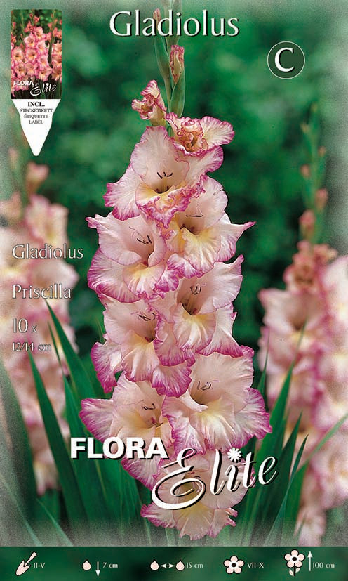 OFFERTA 30 BULBI GLADIOLI A FIORI GRANDI PRISCILLA