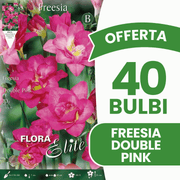OFFERTA 40 BULBI FREESIA DOUBLE PINK