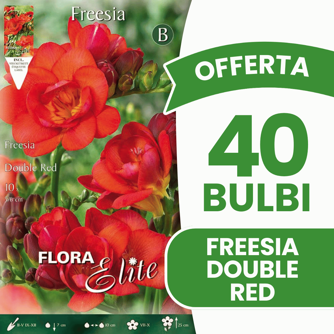 OFFERTA 40 BULBI FREESIA DOUBLE RED