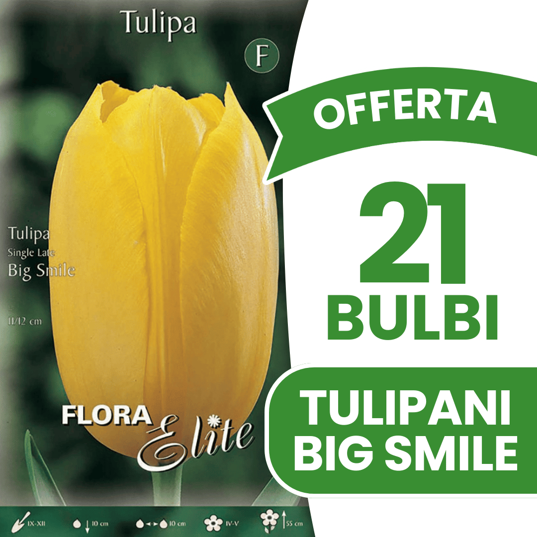 OFFERTA 21 BULBI DI TULIPANO SINGLE LATE BIG SMILE