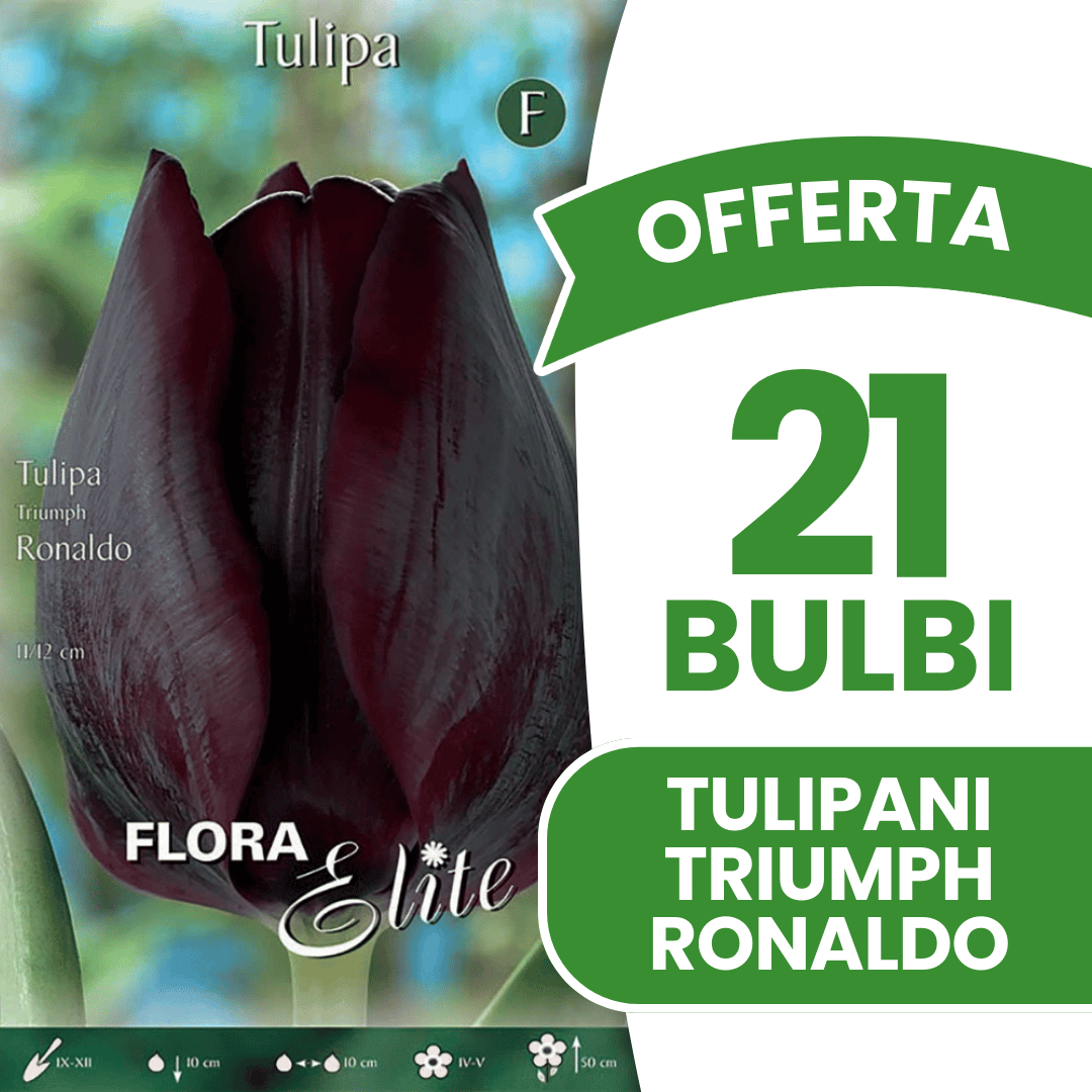 OFFERTA 21 BULBI TULIPANO TRIUMPH RONALDO