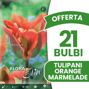 OFFERTA 21 BULBI DI TULIPANO VIRIDIFLORA ORANGE MARMELADE