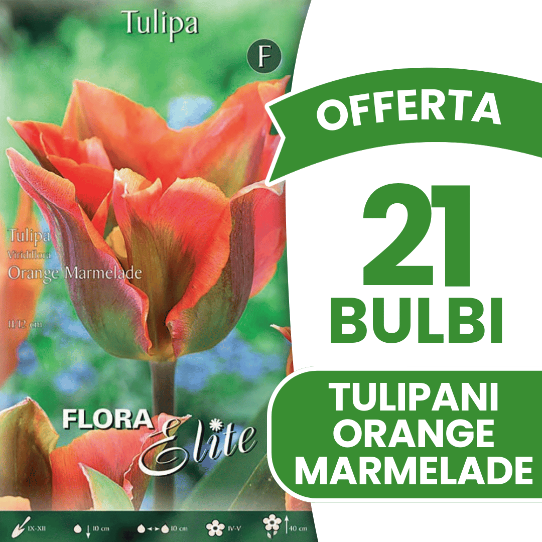 OFFERTA 21 BULBI DI TULIPANO VIRIDIFLORA ORANGE MARMELADE