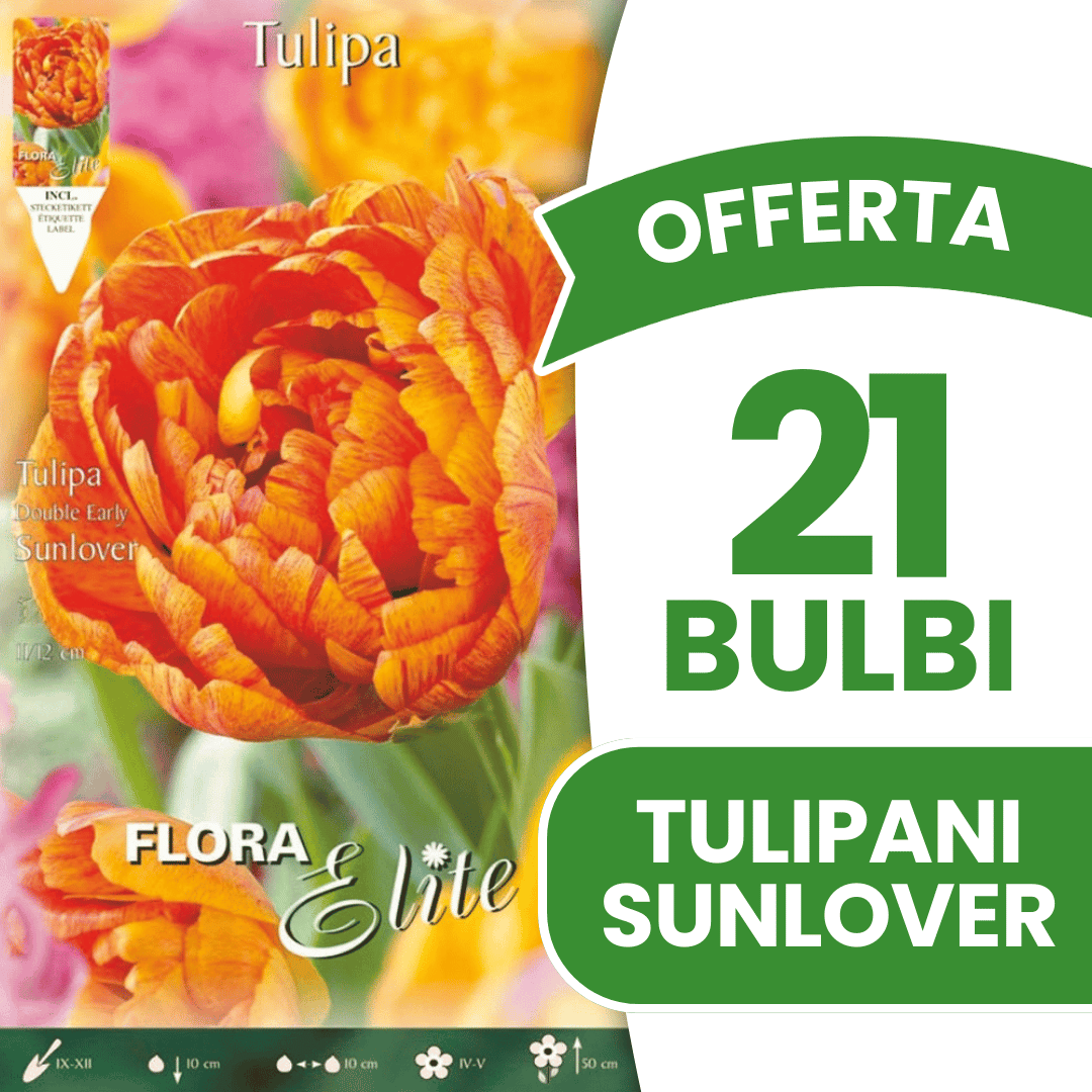 OFFERTA 21 BULBI DI TULIPANO DOUBLE EARLY SUNLOVER