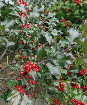 ILEX AGRIFOGLIO MESERVEAE BLUE MAID VASO 32CM
