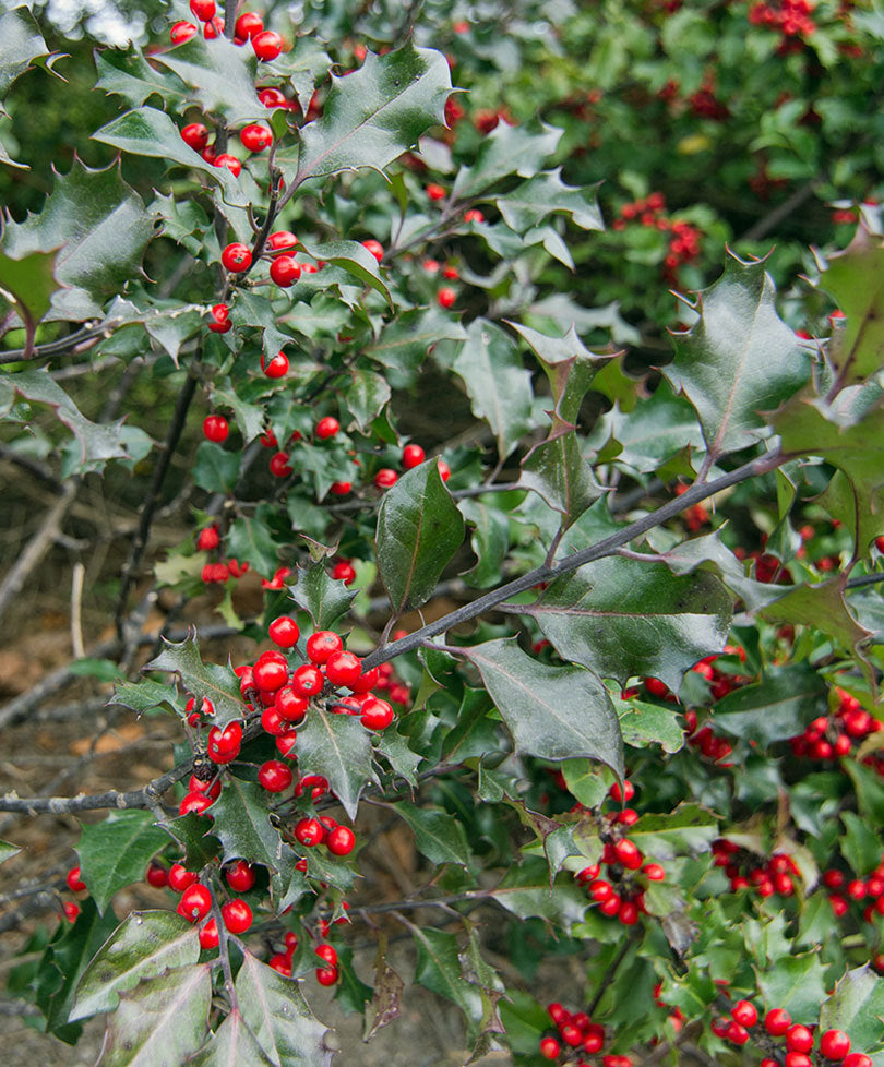 ILEX AGRIFOGLIO MESERVEAE BLUE MAID VASO 32CM