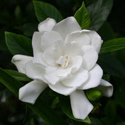 GARDENIA MULTIFLORA in vaso da 15cm