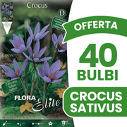 OFFERTA 40 BULBI CROCUS SATIVUS AUTUNNALI